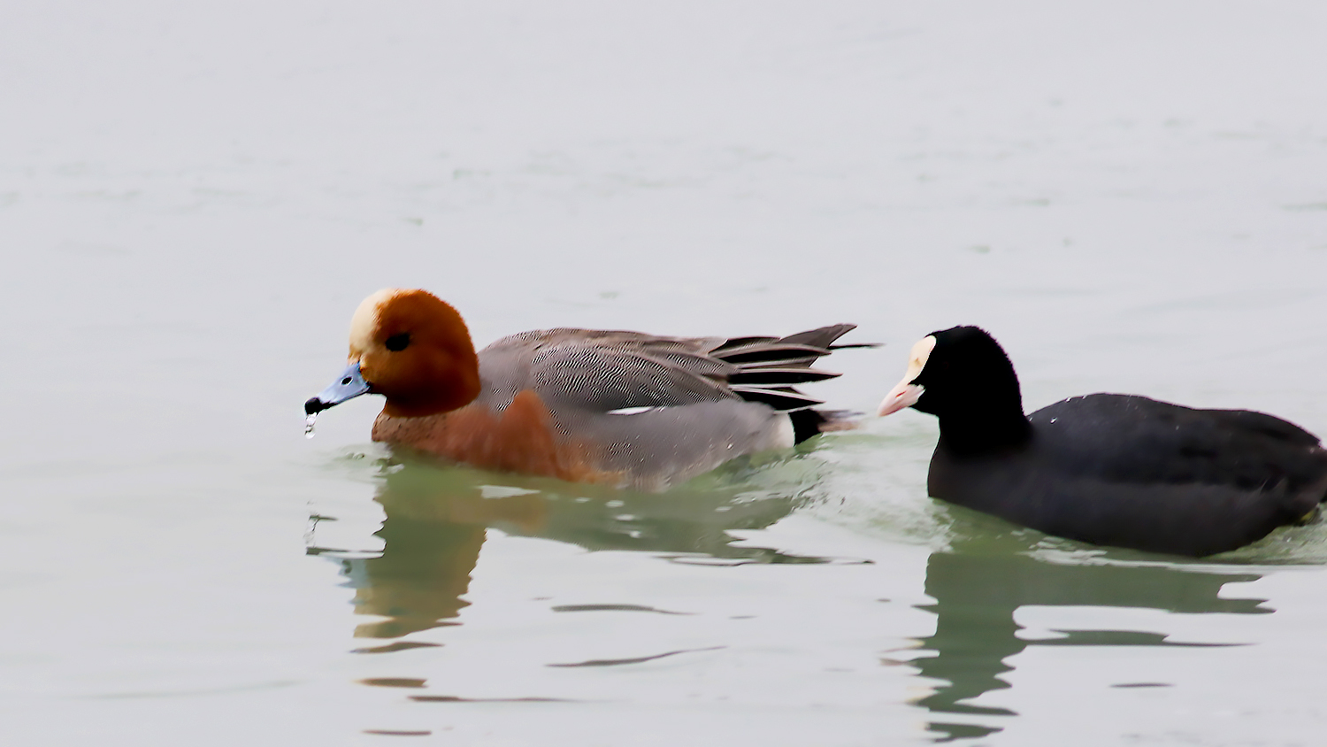 Eurasian Wigeon
